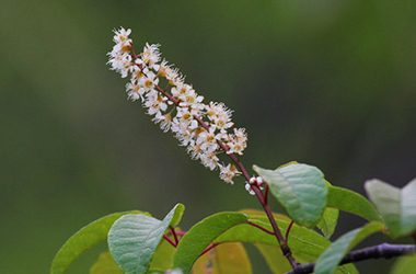 常見(jiàn)為害花卉的昆蟲(chóng)