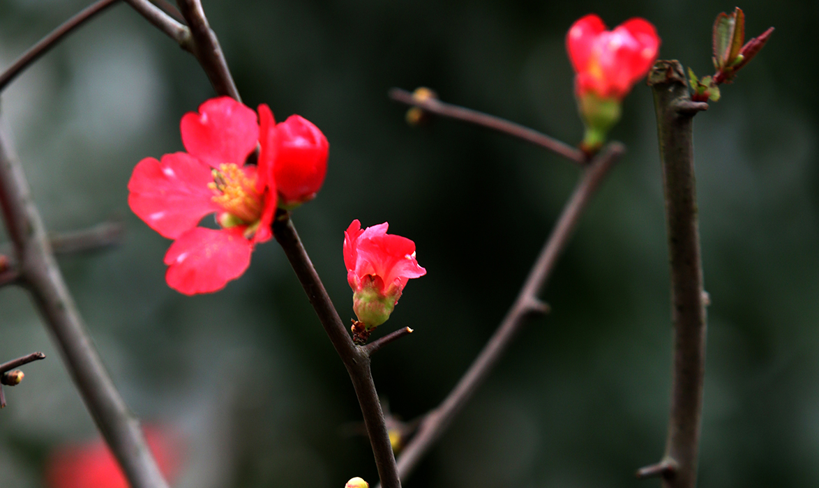 梅花